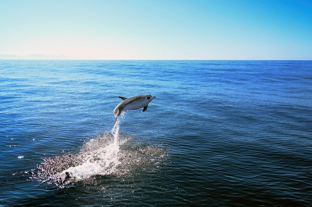 A dolphin (Tursiops truncatus) jumps at the coast of Niteroi, Rio de Janeiro state, Brazil on June 20, 2024. (Photo by Mauro Pimentel/AFP Photo)