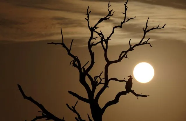 A vulture sits on a tree as the sun rises at the iconic Kruger National Park, in Skukuza, Mpumalanga Province, South Africa, February 10, 2022. (Photo by Siphiwe Sibeko/Reuters)