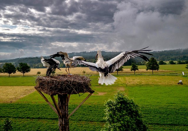 A stork approaches its nest while the family looks on in the outskirts of Wehrheim near Frankfurt, Germany, Friday, July 12, 2024. (Photo by Michael Probst/AP Photo)