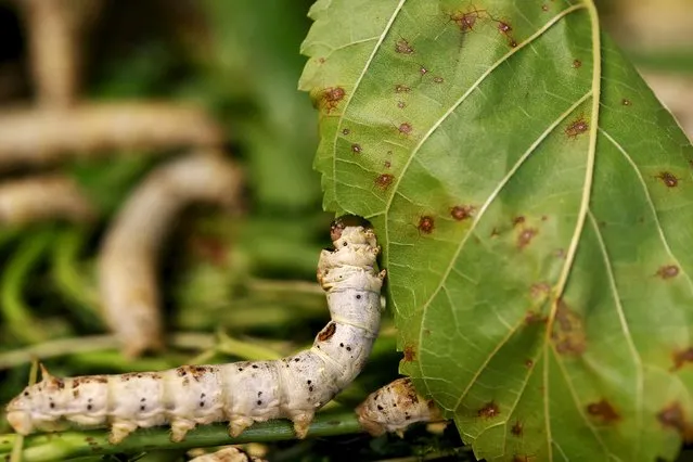 A late-developing silkworm is seen as it munches on piles of locally-grown mulberry at the CRA agricultural research unit in Padua, Italy, June 4, 2015. (Photo by Alessandro Bianchi/Reuters)