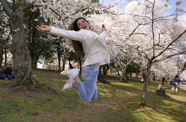 Lily Nguyen of Jessop, from Maryland, leaps up in the air as a friend takes her photo in front of cherry blossoms which have reached their peak bloom, along the Tidal Basin, in Washington, D.C., U.S., March 21, 2022. (Photo by Kevin Lamarque/Reuters)