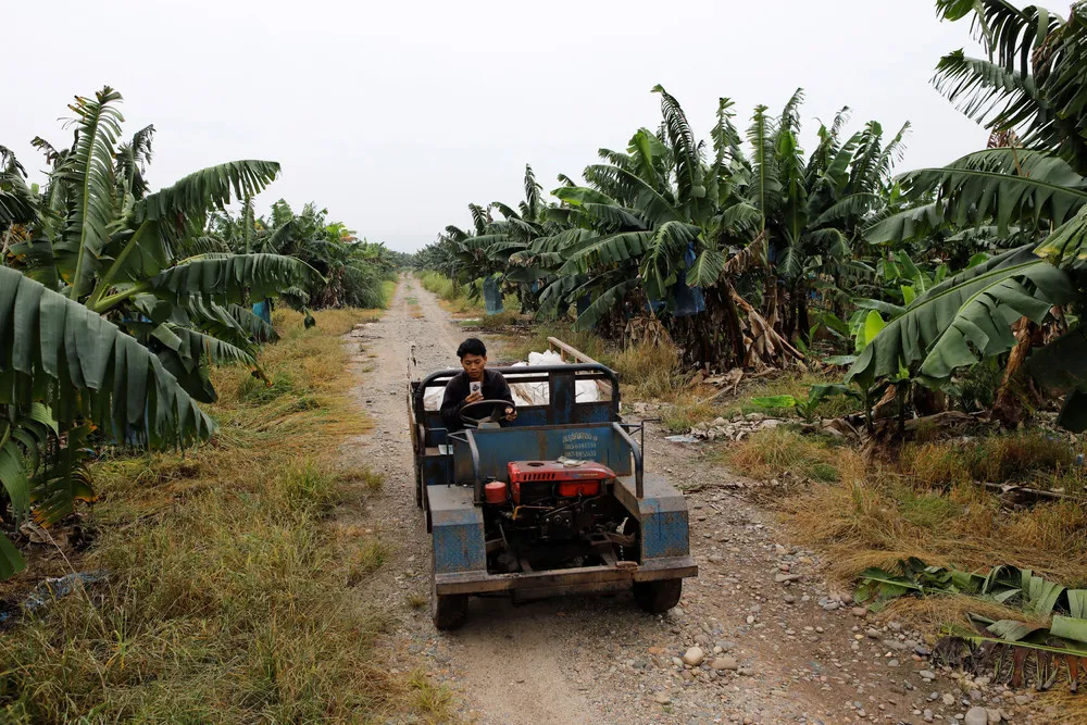 Chinese Banana Boom – a Blessing and Curse for Laos