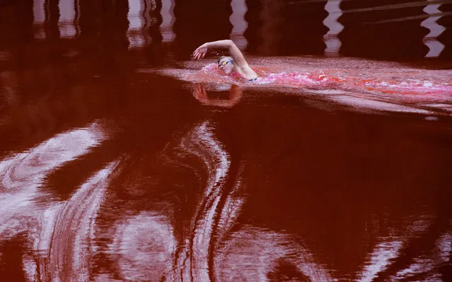 Olympic and world champion Ruta Meilutyte swims across a pond colored red to signify blood, in front of the Russian embassy in Vilnius, Lithuania, Wednesday, April 6, 2022. (Photo by Andrius Repsys/AP Photo)