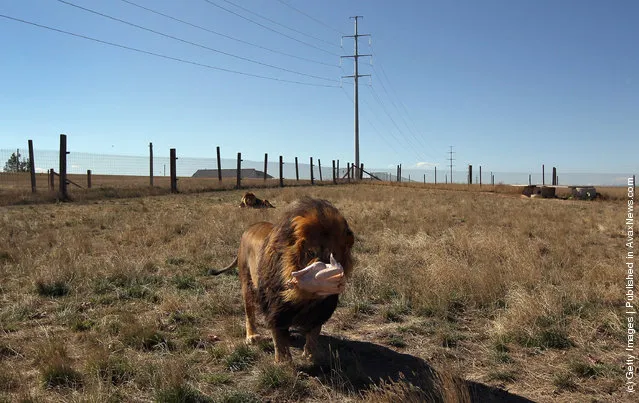 A male lion eats a turkey during feeding time at The Wild Animal Sanctuary