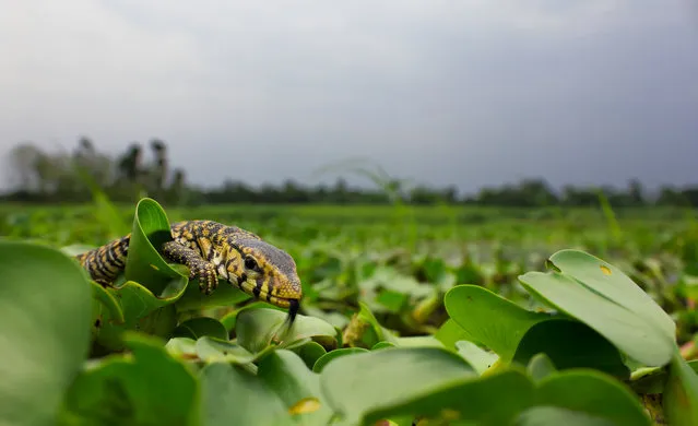 A yellow monitor lizard at a wetland in Chandpara in Kolkata, India. On 8 September 2015, 17 eggs were found in a hole of an earthen house. The eggs were kept in a plastic container which was ventilated and the humidity inside the container was maintained by spraying water. On 16 May, after eight months of finding these eggs,17 healthy yellow monitor lizards hatched out of the eggs. On the same day, the lizards were released in a wetland, in their natural habitat. (Photo by Manas Sarkar/Barcroft Images)