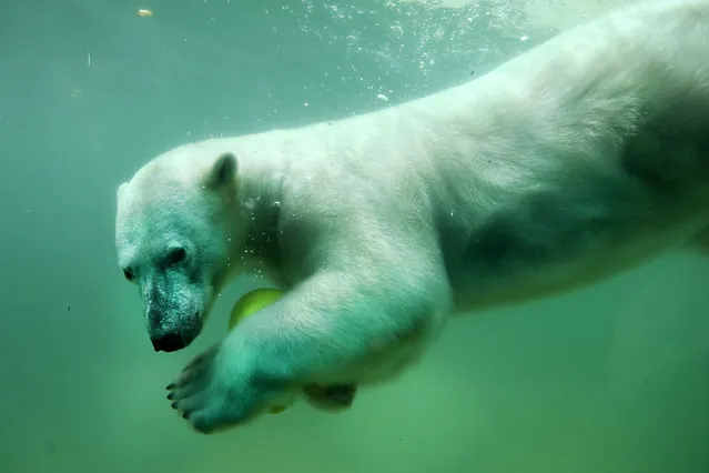 A polar bear swims with a ball in his swimming pool in Wuppertal, western Germany, on May 30, 2017. (Photo by Ina Fassbender/AFP Photo/DPA)