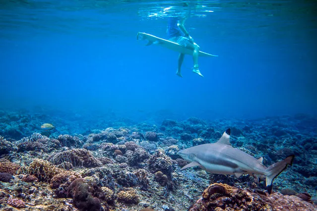 “Unsuspecting shadows”. While a surfer waits for waves on the outer reefs off Namotu Island, Western Fiji, an inquisitive “Black tip Reef Shark” circles below looking for its prey unbeknownst to the surfer. Photo location: Namotu Island, Mamanuca Islands, Nadi, Fiji. (Photo and caption by Beau Pilgrim/National Geographic Photo Contest)