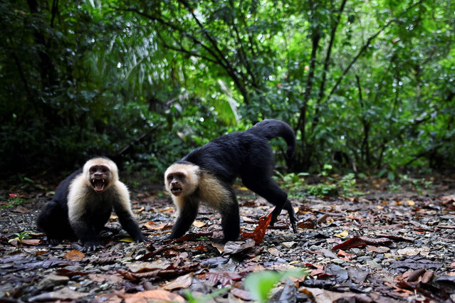 Two white-faced capuchin (Cebus capucinus) are pictured in Gorgona Island, where an infamous prison used to work, in the Pacific Ocean off the southwestern Colombian coast, on December 1, 2021. (Photo by Luis Robayo/AFP Photo)