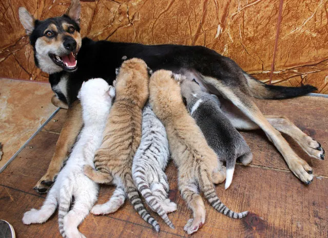 A dog feeds four newborn tiger cubs and a puppy at Xixiakou Wild Animal Protection Zone in Rongcheng, Shandong province, China June 14, 2017. (Photo by Reuters/China Stringer Network)