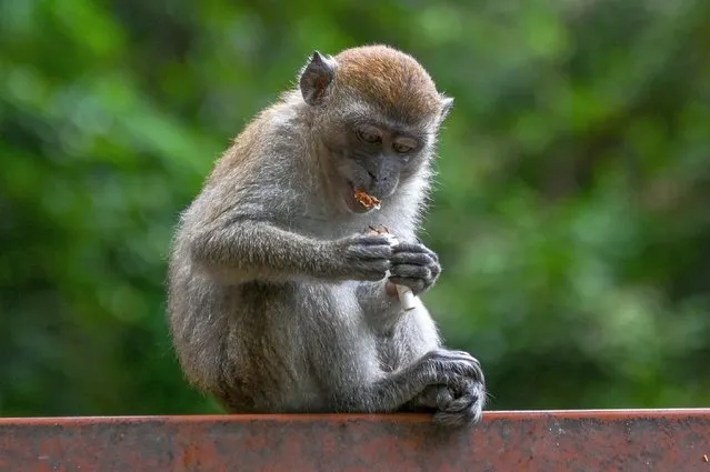 A macaque monkey chews a cigarette butt in Gombak, Malaysia's Selangor state on May 30, 2022. (Photo by Mohd Rasfan/AFP Photo)