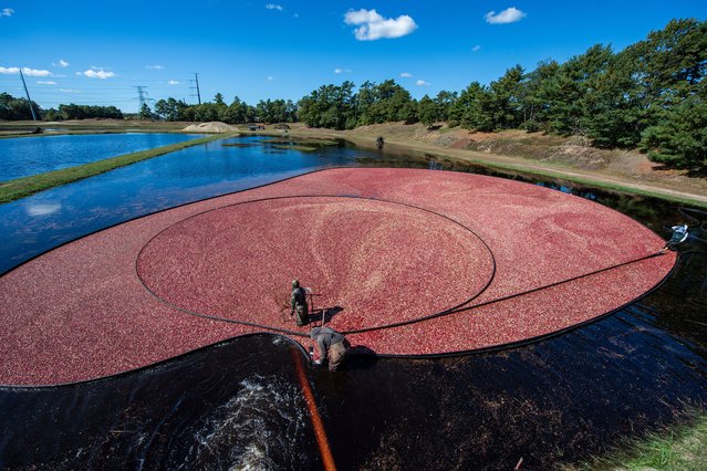 Farmworkers harvest cranberries at the Weston Cranberry Corporation Farm in Carver, Massachusetts on October 8, 2024. (Photo by Joseph Prezioso/AFP Photo)