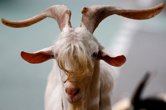 A goat for sale is kept at a livestock market which has emerged on the sidewalk of a road ahead of Eid al-Adha celebrations, in Jakarta, Indonesia, on June 15, 2024. (Photo by Willy Kurniawan/Reuters)