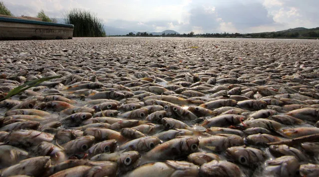 Picture of dead fresh water fish known as “popocha” which turned up at the Cajititlan lagoon in Jalisco State, Mexico, on August 17, 2015. At least 25 tons of fish have turned up dead in the lagoon in western Mexico and authorities are investigating whether a wastewater treatment plant is to blame for failing to filter out untreated material and thus reducing the amount of oxygen in the water. Mass fish death has happened in this lagoon before. (Photo by Hector Guerrero/AFP Photo)