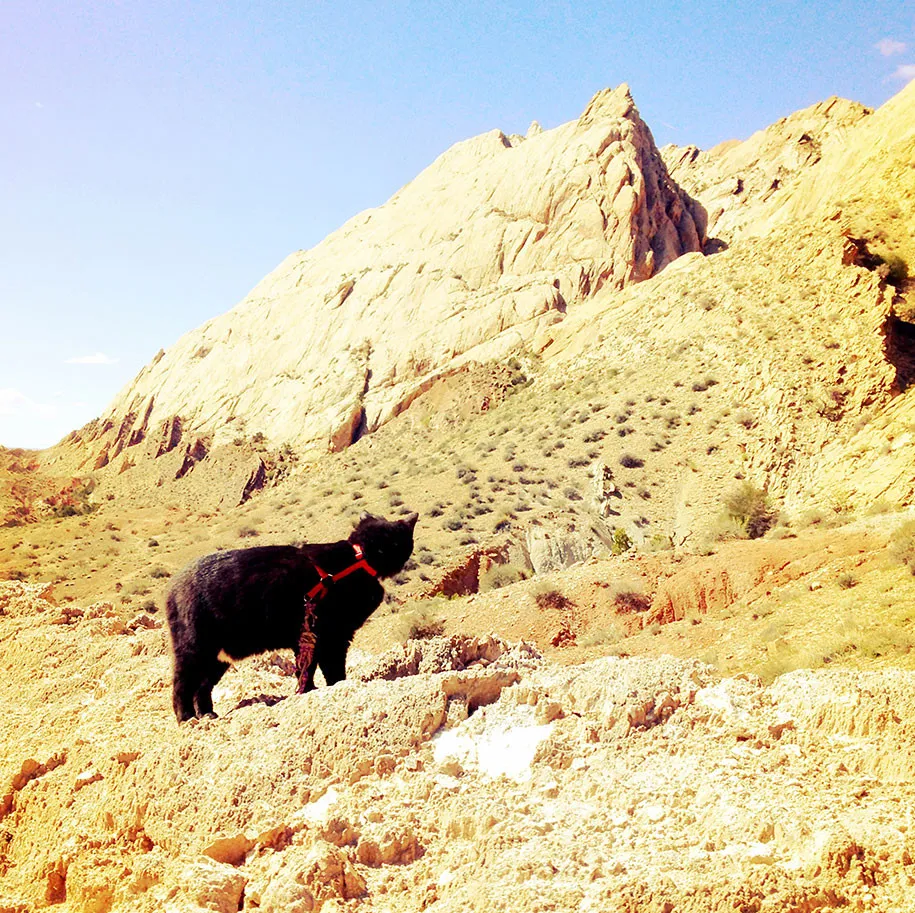 Millie the Cat – Mountain-Climbing Legend!