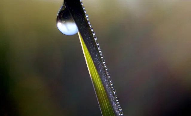 Dewdrops run down a blade of grass on June 18, 2012 near Trauchgau, Germany. (Photo by Karl-Josef Hildenbrand/AFP)