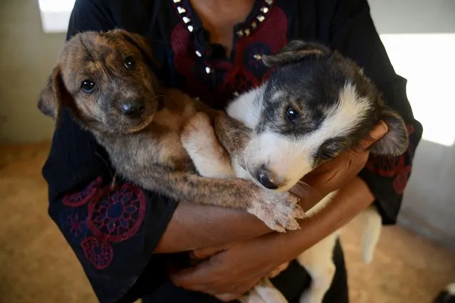 Ibtisam bin Omran, 52, who rented a dog shelter and runs The Libyan Society for the Welfare of Street Animals along with her sister, carries puppies inside the shelter in Benghazi, Libya on July 21, 2022. (Photo by Esam Omran Al-Fetori/Reuters)