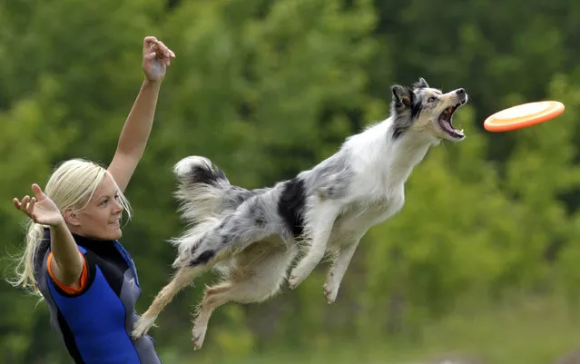 A border collie jumps to catch a Frisbee during the European Disk Dog competition in Mogyorod, Hungary, Sunday, May 30, 2010. (Photo by Bela Szandelszky/AP Photo)
