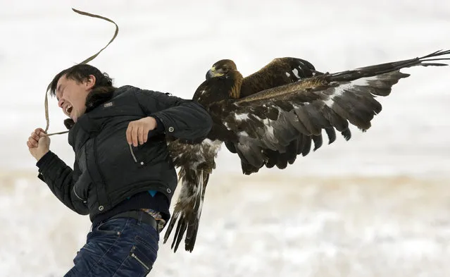 A hunting golden eagle attacks a cameraman during an annual hunting competition in Chengelsy Gorge, east of Almaty, Kazakhstan, December 2009. (Photo by Shamil Zhumatov/Reuters)