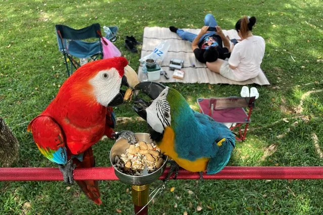 Nui and her husband have a picnic in a park with their pet parrots in Phuket, Thailand on August 31, 2022. (Photo by Jorge Silva/Reuters)