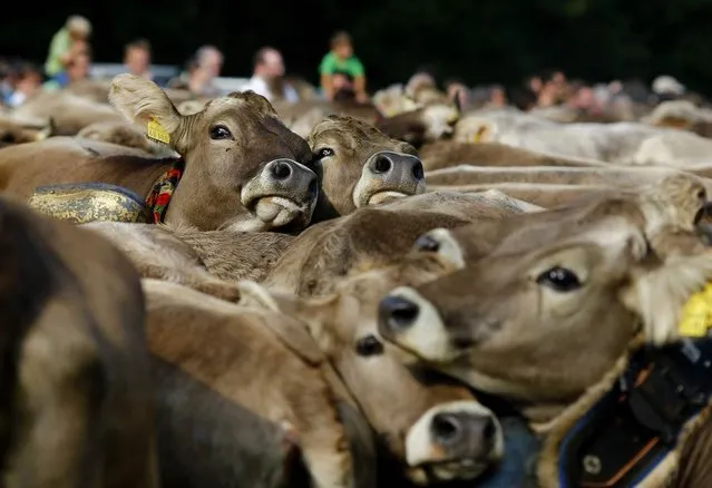 Cows are held in a cattle pen during the traditional “Almabtrieb” near Munich, Bavaria, on September 11, 2012. At the end of the summer season, farmers move their herds down from the Alps to the valley and into winter pastures. (Photo by Michael Dalder/Reuters)