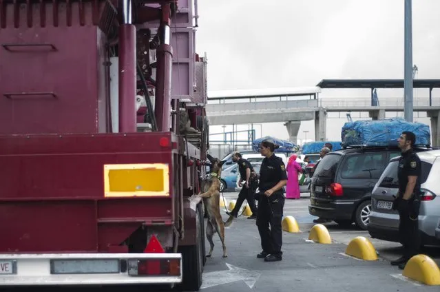 A sniffer dog spots migrants hiding in a fairground truck travelling from Spain's North African enclave of Melilla after the city's annual attractions fair in Melilla, Spain, September 7, 2015. (Photo by Jesus Blasco de Avellaneda/Reuters)