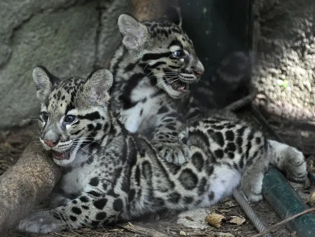 Clouded leopard cubs Koshi, foreground, and Senja sit in their new habitat during their public debut at the Houston Zoo Thursday, September 11, 2014, in Houston. The brothers were born at the zoo June 6. (Photo by Pat Sullivan/AP Photo)