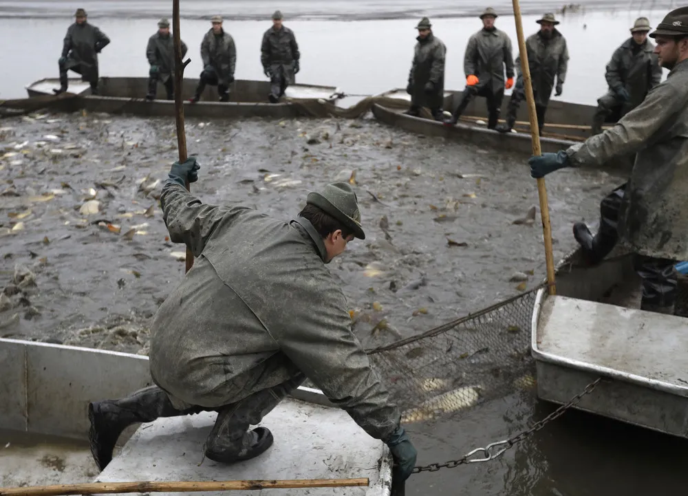 Traditional Carp Catching in Czech Republic