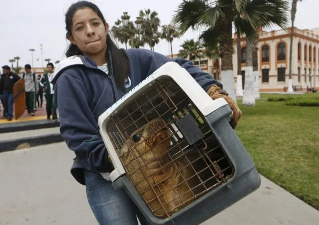 A volunteer of Animal Science and Well-being Organization (ORCA), carries sea lion, Fabiana, in a cage onto a boat in Callao, Peru, September 12, 2015. Four young sea lions returned to the wild after being rescued by marine biologists and treated for various illnesses. The sea lions are survivors of various illnesses which they contracted off the coast of Peru caused by the elevated temperatures in the water because of the El Nino phenomenon. (Photo by Mariana Bazo/Reuters)