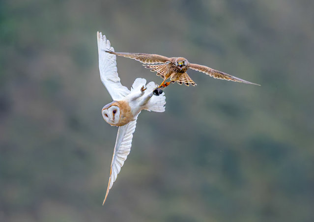 Picture dated February 19th, 2025 shows a hungry kestrel that attempted to snatch a barn owl’s dinner as it flew over Salisbury Plain in Wiltshire, UK. The bird of prey targeted the much larger owl, then swooped into steal his supper in the brutal aerial food fight. (Photo by Dan Lowth/Bav Media)