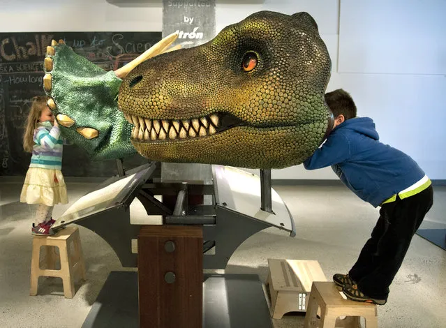 Thor Tenold, 5, right, looks through a Tyrannosaurus Rex interactive exhibit, as his sister Ada, 3, peeks through a Triceratop's head, as they get a dinosaur's point of view while visiting the T. Rex Named Sue exhibit, Tuesday, September 30, 2014, at Mobius Science Center in downtown Spokane, Wash.  The exhibition includes a cast of Sue, the most complete Tyrannosaurus Rex ever discovered. It is 42 feet long and weighs 3,500 pounds. The bones were found in the Black Hills of South Dakota in 1990 by fossil hunter Sue Hendrickson. (Photo by  Dan Pelle/AP Photo/The Spokesman-Review)