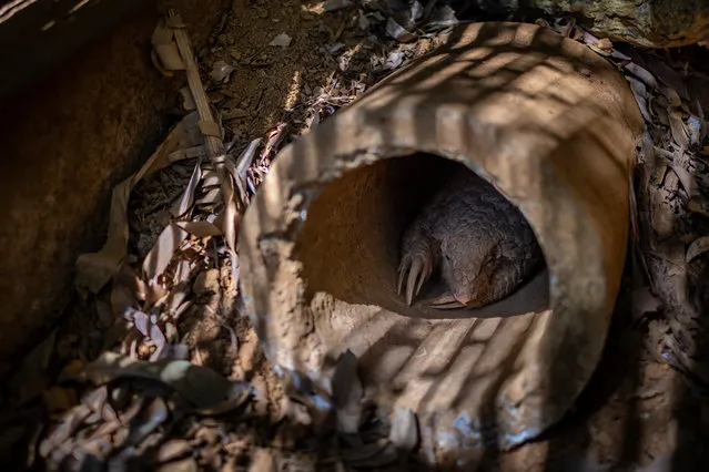 A Chinese pangolin is seen sleeping at Save Vietnam's Wildlife rescue center on June 22, 2020 in Cuc Phuong National Park, Ninh Binh Province, Vietnam. The pangolin is Earth's only scaly mammal and also the most trafficked type of animal in the world for their scales and meat, which are a culinary delicacy and traditional medicine in China and Vietnam. Save Vietnam's Wildlife (SVW) is a non-profit organization with a mission of rescuing pangolins from the illegal wildlife trade and releasing them back into the wild, as well as research, anti-poaching activities and advocacy. According to Tran Van Truong, head keeper at SVWs center in Cuc Phuong National Park, the number of trafficked pangolins in Vietnam has dropped dramatically, from hundreds to under 20 cases, since the beginning of the year due to the coronavirus (COVID-19) pandemic. China's recent action of removing pangolins from the official list of traditional Chinese medicinal treatments brings a new hope to the critically endangered species. (Photo by Linh Pham/Getty Images)