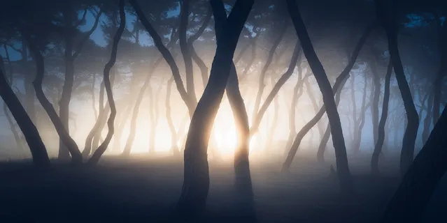 “Stranger Things”. Car headlights illuminate a foggy pine grove in Boeun, South Korea. (Photo by Nate Merz/Epson International Pano Awards 2017)