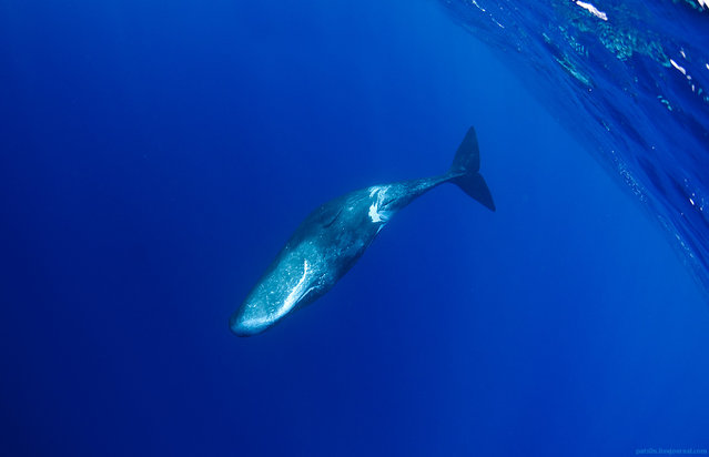 “Sperm whale taking the plunge, Ogasawara Islands, Japan. Sperm whale diving cycle lasts for about one hour, with ~45 minutes spent underwater, at extreme depths up to 1000m while hunting for giant squid and octopus – and only 15 minutes on the surface. For us it's only possible to see them during this short time period – and it's necessary to use hydrophone to locate rendezvous points. Hydrophone allows to capture sounds whales make even at extreme depths – pointing to the area where whale is going to surface”. (Alexander Safonov)