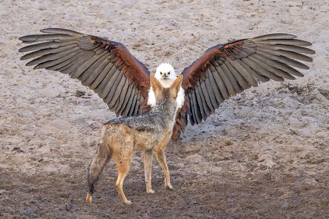 An African fish eagle faces off with a black-backed jackal in the last decade of March 2025. The Jackal interrupted the eagle's mid-day meal at a watering hole in the Boteti River Valley, Botswana. (Photo by Stephen Wilkes/Solent News & Photo Agency)
