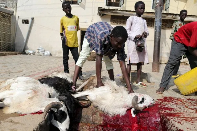 Men slaughter rams outside a house after prayers to mark the Muslim festival of Eid al-Adha festival in the city of Kano, Nigeria, September 24, 2015. (Photo by Akintunde Akinleye/Reuters)