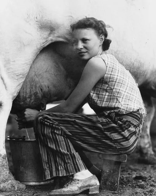 A 13-year-old farm girl milks a cow, October 21, 1937, location unknown. Everyday she brings up and milks the cows, feeds the hogs and carries in wood. Last summer in wheat harvest she drove a tractor on her father's farm. (Photo by AP Photo)