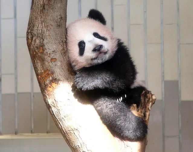 Baby panda Xiang Xiang plays at its enclosure during a press preview at Ueno Zoo in Tokyo on December 18, 2017. The baby panda born six months ago in Japan made its debut before the cameras on December 18, a day before a doting public gets an eagerly-awaited glimpse of the cuddly animal. (Photo by Yoshikazu Tsuno/AFP Photo)