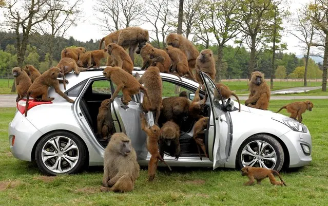 Car manufacturer Hyundai use monkeys to childproof new family hatchback at Knowsley Safari Park in Merseyside, Britain on May 1, 2012. A car manufacturer let more than 40 monkeys loose on their latest model – to test how childproof it is. Hyundai felt the monkeys would be ideal testers for their New Generation i30, which is designed to be hard wearing enough for families with small kids. Designers wanted to see if the extra-strong materials interior materials and wipe-clean plastics would withstand 10 hours of rough handling. And they weren't disappointed. (Photo by Solent News/Rex Features/Shutterstock)