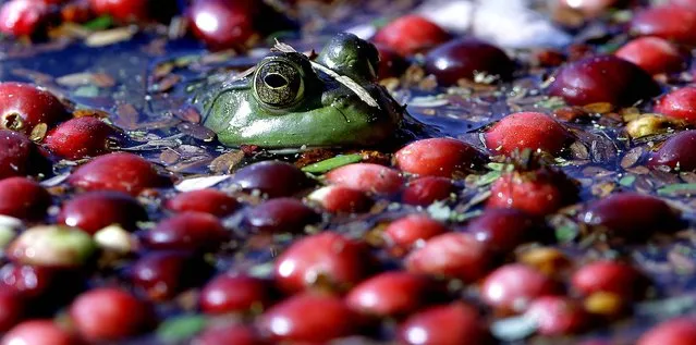 A frog floats with cranberries awaiting harvest on a cranberry bog in Wareham, Massachusetts. (Photo by Charles Krupa/Associated Press)