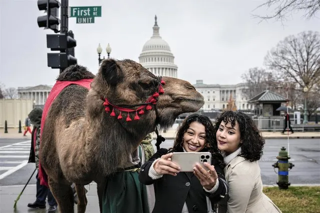 With the U.S. Capitol behind them, (L-R) Blanca Belloso and Jessi Alvarez take a photo with Delilah the camel from a nearby live nativity scene near the U.S. Supreme Court during oral arguments in the Moore v. Harper case December 7, 2022 in Washington, DC. The Moore v. Harper case stems from the redrawing of congressional maps by the North Carolina GOP-led state legislature following the 2020 Census. The map was struck down by the state supreme court for partisan gerrymandering that violated the state constitution. Also at issue in the case is the independent state legislature theory, a theory that declares state legislatures should have primary authority for setting rules of federal elections with few checks and balances. (Photo by Drew Angerer/Getty Images)