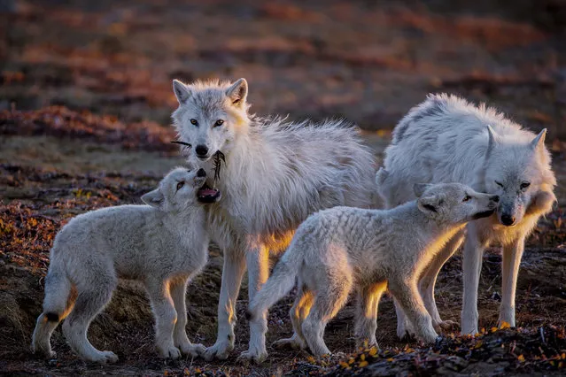 Wolves at the Top of the World. A pup plays with a feather while another nuzzles White Scarf, the pack’s aging matriarch. (Photo by Ronan Donovan/National Geographic Magazine/International Festival of Photojournalism 2020)