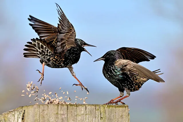A pair of starlings appear to be dancing with each other as they squabble over food at Greylake Nature Reserve in Somerset, United Kingdom in the first decade of January 2023. (Photo by Carl Bovis/Solent News & Photo Agency)