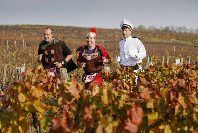 Costumed competitors run along the vineyard during the Marathon International du Beaujolais race in Cercie, November 22, 2014. (Photo by Robert Pratta/Reuters)