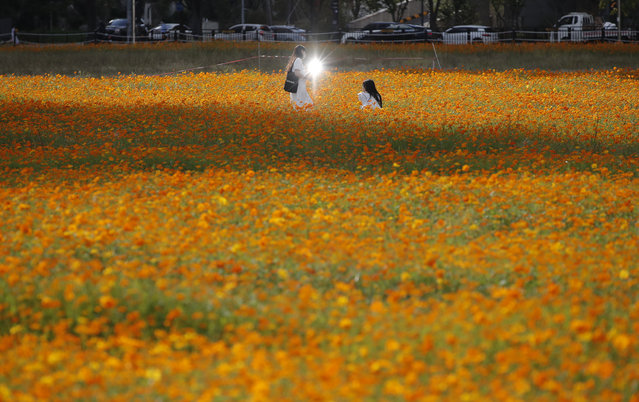 The sun is reflected on visitor's smartphone while they trying to take pictures in a field of Cosmos flowers in Goyang, South Korea, Friday, September 18, 2020. (Photo by Lee Jin-man/AP Photo)