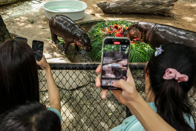 People take pictures and watch Moo Deng, a one-year-old female pygmy hippo who became a viral internet sensation last year, celebrating her first birthday as she eats fruits and vegetables cake with her mother Jona, at Khao Kheow Open Zoo in Chonburi province, Thailand, on July 10, 2025. (Photo by Chalinee Thirasupa/Reuters)