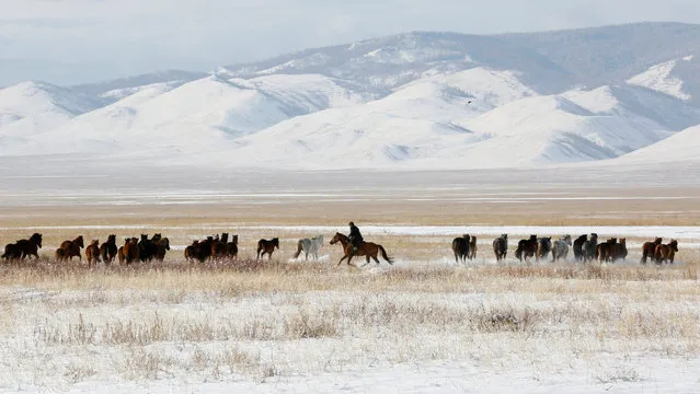 A shepherd directs horses in the steppe area near the town of Kyzyl in the Republic of Tuva (Tyva region), Russia, November 4, 2016. (Photo by Ilya Naymushin/Reuters)