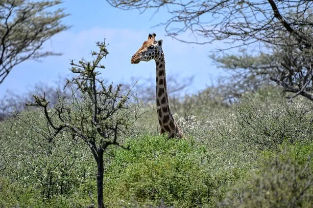 A Rothschild subspecies of Giraffe browse on ol-Kokwe Island on Lake Baringo where it now faces a threat from the rising waters of the lake that have already forced an evacuation of smaller species of wildlife like antelopes and warthog off the island due to habitat loss, near Marigat, Baringo county on the Kenyan Rift Valley, on October 5, 2020. Great lakes of Kenya's Rift Valley have risen to levels not seen in at least half a century, some by several metres or more this year alone, following months of extreme rainfall scientists have linked to a changing climate. These tremendous bodies of water have ebbed and flowed through the ages, supporting life along the banks, but records show this latest surge is unlike any witnessed in recent memory. (Photo by Tony Karumba/AFP Photo)
