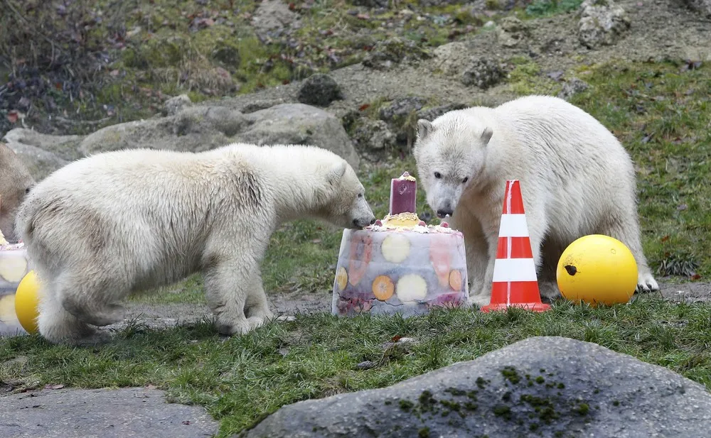 Polar Bear Twins Celebrate 1st Birthday in Hellabrunn