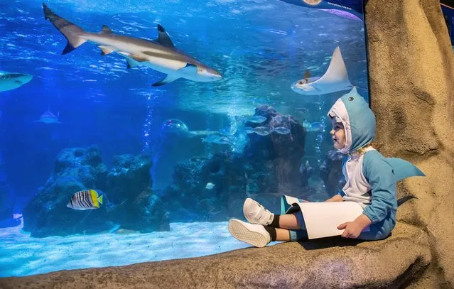 Ezra Cunliffe gets as close as possible to the tiger sharks at Blackpool Aquarium in United Kingdom on March 1, 2023 as part of its drive to encourage children to wear their World Book Day outfits again. (Photo by Anthony Devlin/The Times)
