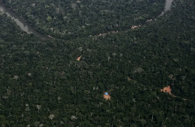 An aerial view shows an illegal logging camp (blue tarpaulin in foreground) in the Bom Futuro National Forest near Rio Pardo in Porto Velho, Rondonia State, Brazil, September 3, 2015. (Photo by Nacho Doce/Reuters)